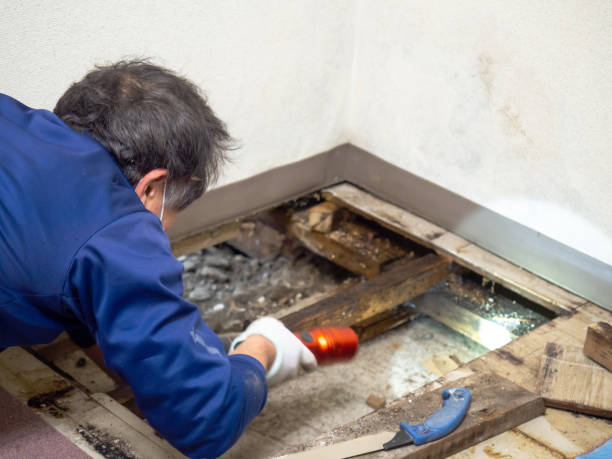 Best Mold Testing  in Venetian Vlage, IL