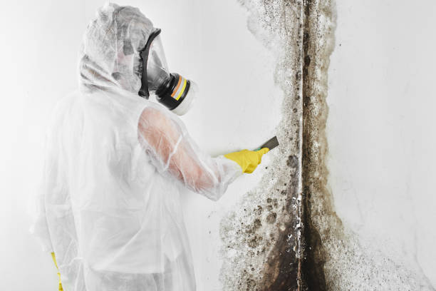 Best Toxic Mold Removal  in Venetian Vlage, IL