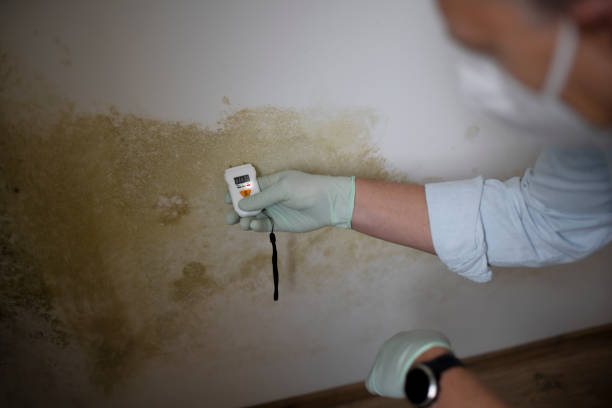 Best Certified Mold Removal  in Venetian Vlage, IL