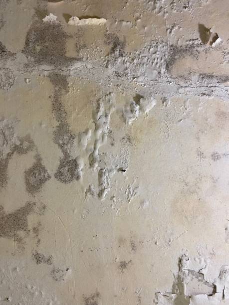 Best Residential Mold Removal  in Venetian Vlage, IL